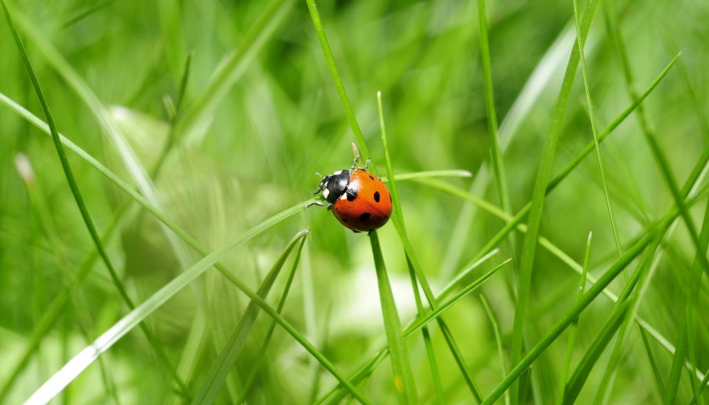 Summer Ladybugs, the ladies are coming