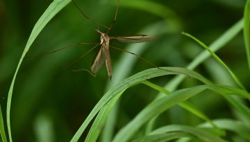Cranefly